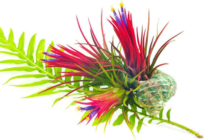 Air Plants Live, 10 Red Tillandsia Air Plants Live Houseplants for Growing Indoors Outdoors, 2 to 3 Inches Tall