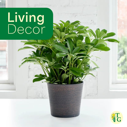 Thorsen's Greenhouse Live Arboricola Umbrella Tree Plant, Schefflera Arboricola, Natural Air Purifier, Easy to Grow, Live Indoor Houseplant, 4-inch Diameter (Gold)