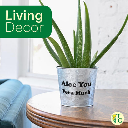 Thorsen's Greenhouse Aloe Vera, Live Indoor Plant, Aloe barbadensis, Easy to Grow, Succulent, Natural Air Purifier, 6" Diameter Pot (Chocolate)