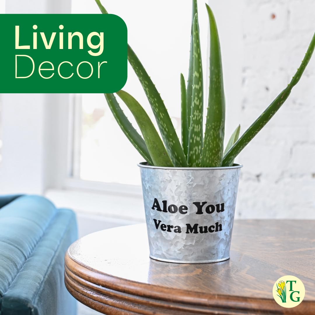 Thorsen's Greenhouse Aloe Vera, Live Indoor Plant, Aloe barbadensis, Easy to Grow, Succulent, Natural Air Purifier, 6" Diameter Pot (Navy)
