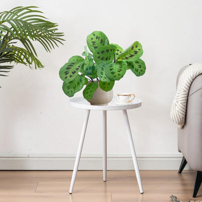 LEAL PLANTS ECUADOR Calathea Maranta (Pack of 2) Fascinating Leaf Movement, Easy Care Tropical Houseplant, Air-Purifying, Ideal for Home & Office Decor, Unique Living Plant Gift