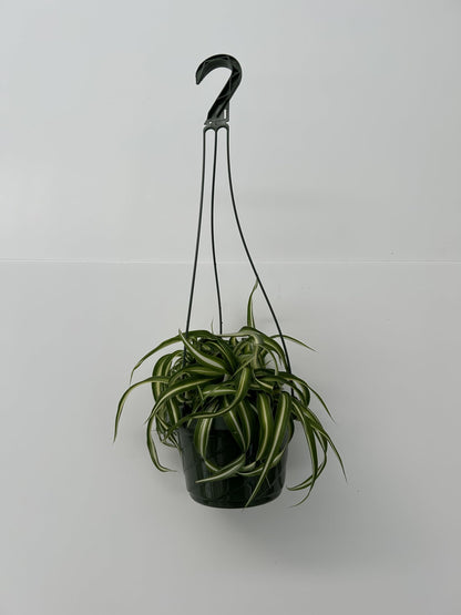 Bonnie Curly Spider Plant in Premium Hanging Basket ~ Perfect for Home and Office Decor