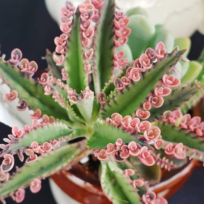 Pink Kalanchoe Plant Live in 2 Inch Pot, Butterfly Kalanchoe Succulent Mother of Thousands, Kalanchoe Live Plant