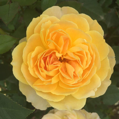 Heirloom Roses Rose Plant - Molineux® Yellow Rose Bush, David Austin Live Plant for Planting Outdoors