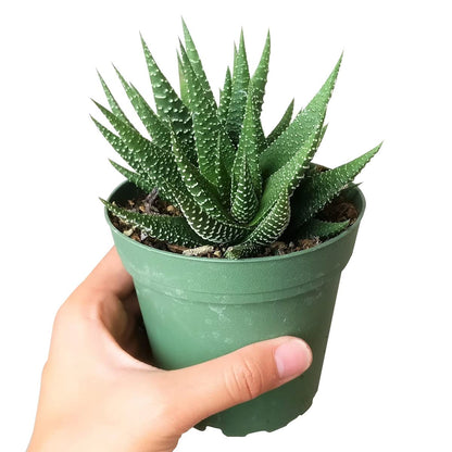 Haworthia Zebra Spiky Succulent Plant with Care Guide - Best Indoor Plants - Easy to Grow Succulents - Gift Ideas for Plant Lover - Low Light Succulents (4 inch)