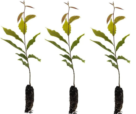 Chestnut Trees Live Plants (3 Pack) – Hardy Nut-Bearing Trees for Home Orchards & Landscaping – Fast-Growing Chestnut Saplings - Backyard Food Production
