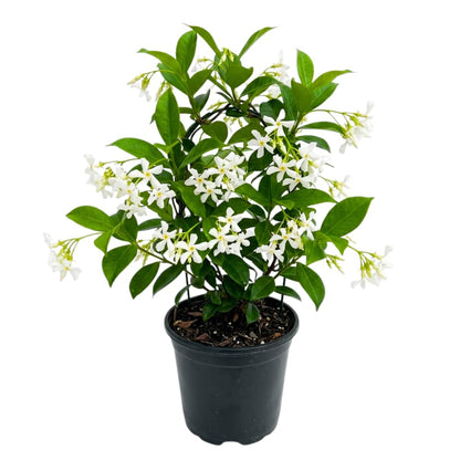 Star Jasmine Plant Live, Jasmine Flower Plant, 3-5 Inc Tall, Fragrant Climbing Vine for Indoor Outdoor Growing