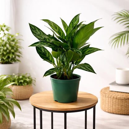 Aglaonema Tigress Live Indoor Plant in 6 Inch Grow Pot, Chinese Evergreen Houseplant, Tropical Foliage Plant for Home or Office