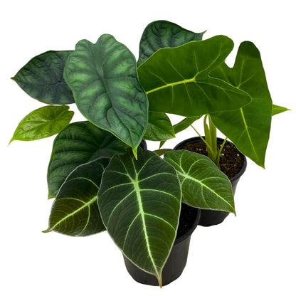 BubbleBlooms Jewel Alocasia Assortment, 3 Different Alocasias in 4 inch pots Grower's Choice
