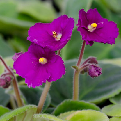 Red Purple African Violet Live Plant Houseplants, African Violet Flowering Plants Perennial, 4 Inch Pot