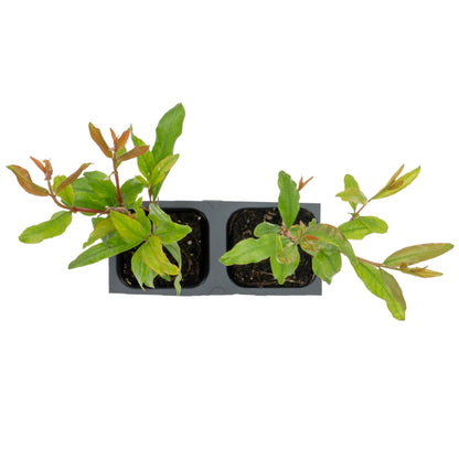 2 Pomegranate Wonderful Trees | Live Saplings in 2.5-inch Nursery Cubes | Punica Granatum 'Wonderful' Variety | Hardy Deciduous Trees and Shrubs | Red Fruit-Bearing Plant