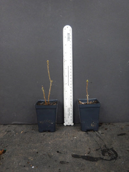Live Plant - Gold Strikearomi Azalea Rhododendron Deciduous Small Starter Plantdormant!