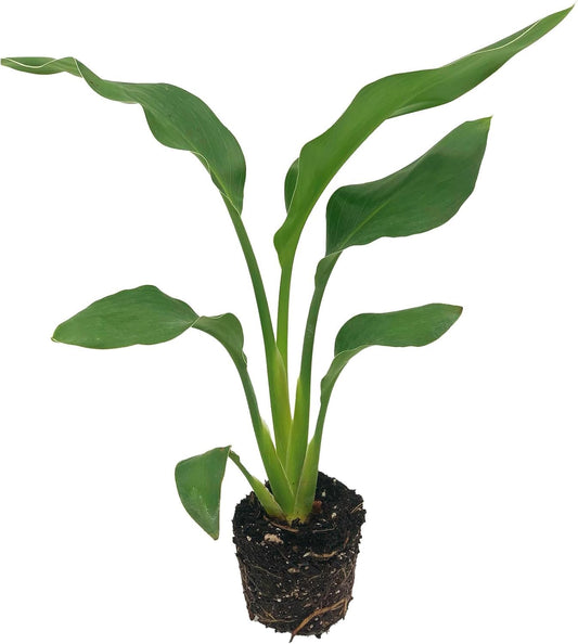 Live Orange Birds of Paradise Plant - ‘Orange Birds of Paradise’ Strelitzia Reginae - ragnaroc Tropical Plant 6-10” Tall - 2ct - Live Arrival Guaranteed - House Plants for Home Decor & Gift