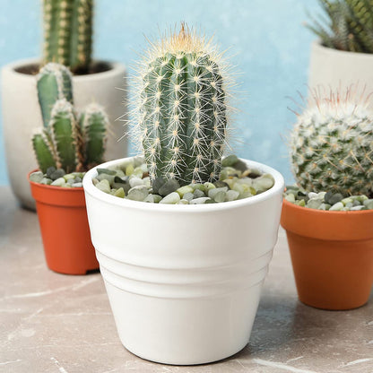 YISZM 5LB Succulent and Cactus Jade Pebbles, 3/8 Inch Natural Decorative Polished Stones, River Rocks for Indoor Plants, Vases, Planters and Outdoor Gardening