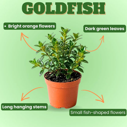 Goldfish Plants Live in 4" Pot from 4-7" Tall, Goldfish Plants Live Houseplants, Orange Flowering Trailing Plant for Indoor Outdoor Houseplant