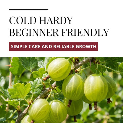 2 Sweet Gooseberry Bush Live Plants to Grow - Well Rooted, Edible Gooseberry Plant Live for Planting Home Garden (2 Plants)