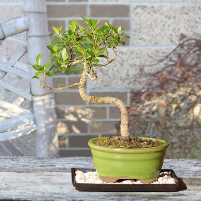 Brussel's Bonsai - Live Golden Gate Ficus Bonsai Tree with Ceramic Bonsai Pot & Humidity Tray, Indoor Bonsai Plant, 7 Years Old, 8-16 Inches Tall, Easy Care Houseplant for Home or Office (Medium)