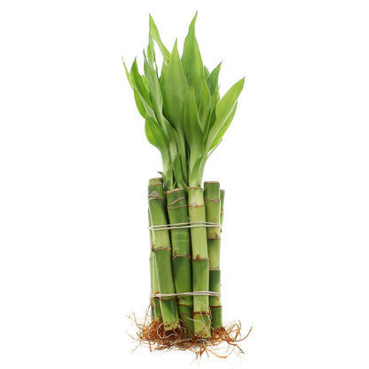NW Wholesaler - 4" Live Lucky Bamboo Plant - Bundle of 10 Stalks - Live Indoor Houseplants for Home Decor, Live Bamboo Plant, Indoor Low Light Plants, Feng Shui (10)