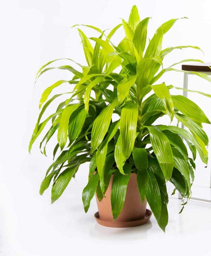 Dracaena Lime Light - Live Plant in an 10 Inch Growers Pot - Dracaena Fragrans 'Limelight' - Beautiful Indoor Air Purifying Houseplant