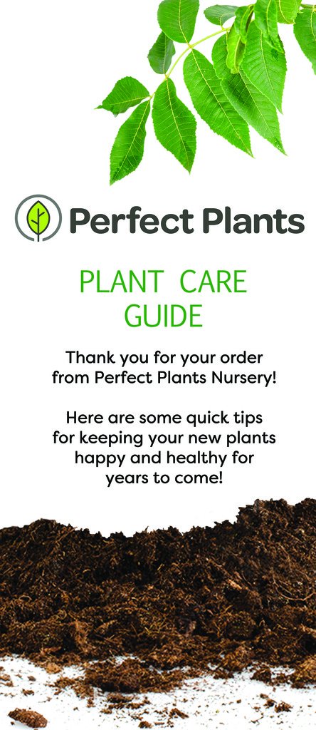 Patriot HOSTA - Size: 1 Gallon, Live Plant, Includes Special Blend Fertilizer & Planting Guide