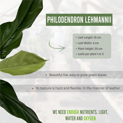 LEAL PLANTS ECUADOR Philodendron Lehmannii (Pack of 2)| Vibrant Live Indoor Plant | Heart-Shaped Elephant Ear Foliage | Air-Purifying Houseplant | Perfect Tropical Touch for Home Décor