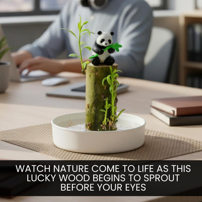 CZ Grain Lucky Office Desk Planter with Panda – Brazilian Willow Wood Tree, Thick Trunk, Fast Sprouting, Modern Desktop Decor - Living Gift - Calming Nature Presence
