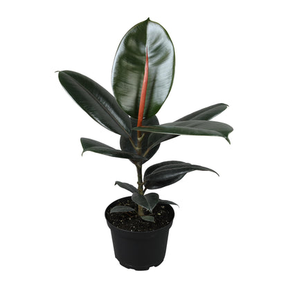 Burgundy Ficus Live Tree (Approx. 16" Tall) in 6 Inch Pot, Air Purifying Rubber Plant Decor, Easy Houseplants for Beginners by Plants for Pets