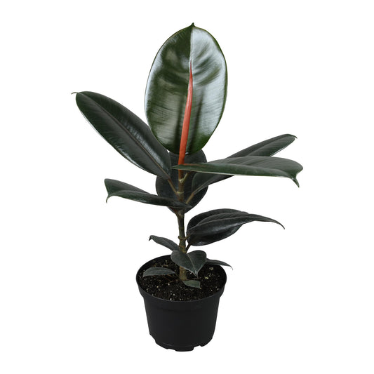 Burgundy Ficus Live Tree (Approx. 16" Tall) in 6 Inch Pot, Air Purifying Rubber Plant Decor, Easy Houseplants for Beginners by Plants for Pets