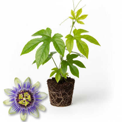 Purple Passion Flower Vine Plant | Live Passiflora Starter Plant | 4 to 8 Inch Tall | Well-Rooted for Home & Garden