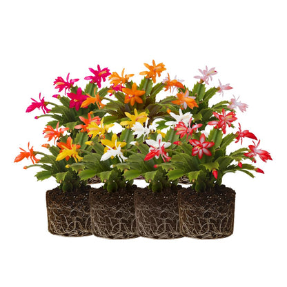 2 Random Christmas Cactus Plants Live, Live Christmas Cactus Plant Houseplant, 4 Inc Potted, Outdoor Indoor Garden