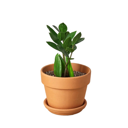 9 Pack Zamioculcas Zamiifolia ZZ in 4in Pot - Live Plants Tropical Houseplants | Variegated | USA Growers | The Snobby Leaf