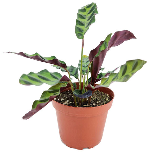 Rattlesnake Plant - Calathea Lancifolia (4" Grower Pot) - Prayer Plants - Live Healthy, Colorful Foliage, Air-Purifying Houseplant for Home Office Decoration