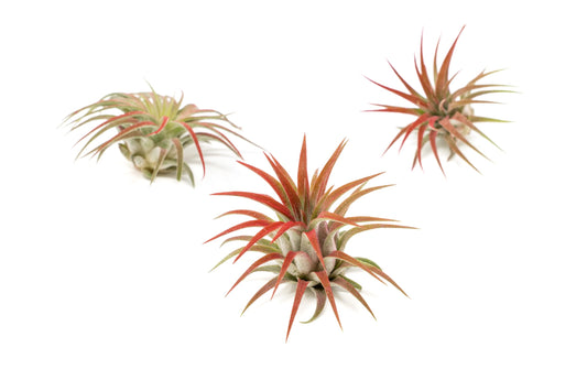 Red Colorful Tillandsia Air Plants - Long Lasting Color Enhanced Live Tillandsia Succulent House Plants - Home and Garden Decor - Easy Care Indoor/Outdoor Plants (Ionantha Rubra, Pack of 3)