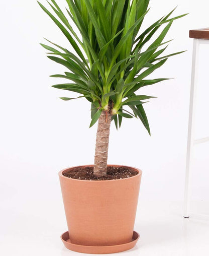 Yucca Cane Plant - Live Plant in a 6 Inch Pot - Yucca Guatemalensis - Beautiful Easy Care Air Purifying Indoor Houseplant
