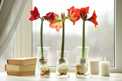 New Variety Amaryllis: Top Notch - Double Rose Pink – 28-30 cm Bare Root Bulb – Amaryllis Top Notch is one of a Kind Double Amaryllis Form with Layer Upon Layer of Pink Petals.