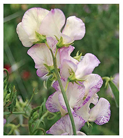 High Scent Sweet Pea Seeds - Approximately 50 Seeds - Most Fragrant Sweet Peas