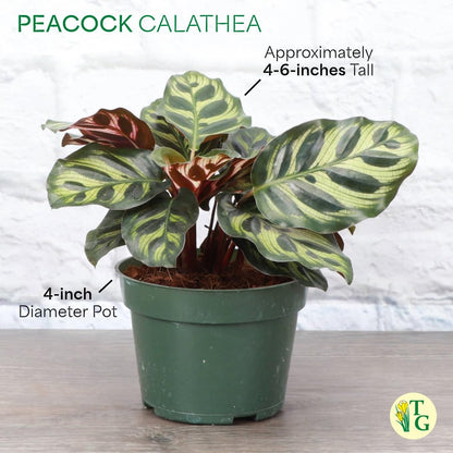 Thorsen's Greenhouse Peacock Calathea, Live Indoor Plant, Safe for Pets, Colorful Foliage, Rare Variety, Peacock Plant, 4" Diameter (Natural)