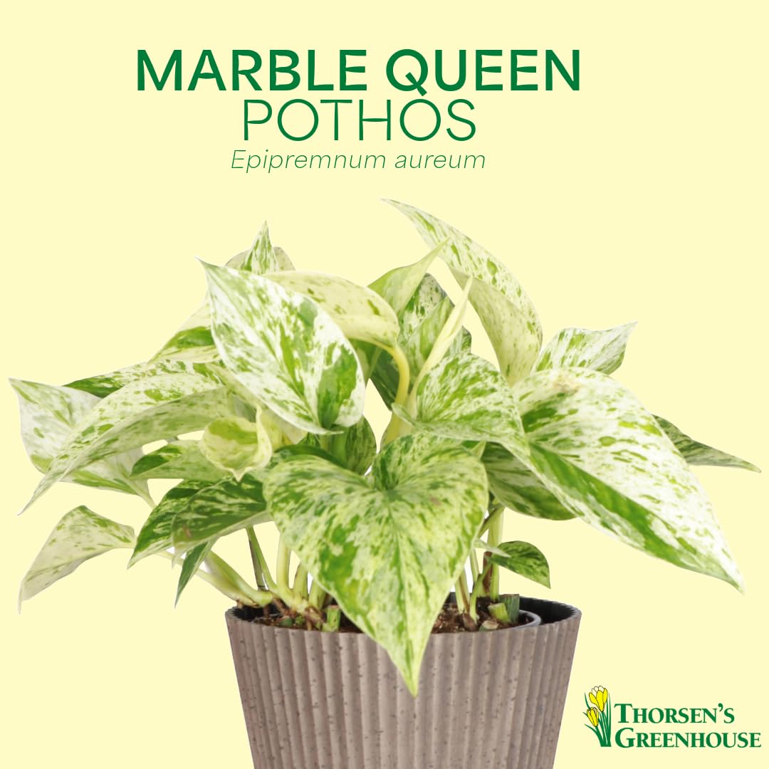 Thorsen's Greenhouse Marble Queen Pothos, Live Indoor Plant, Easy to Grow, Rare Variegated Houseplant, Natural Air Purifier, 4-inch Diameter Pot (Nursery Pot)