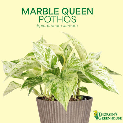 Thorsen's Greenhouse Marble Queen Pothos, Live Indoor Plant, Easy to Grow, Rare Variegated Houseplant, Natural Air Purifier, 4-inch Diameter Pot (Natural)