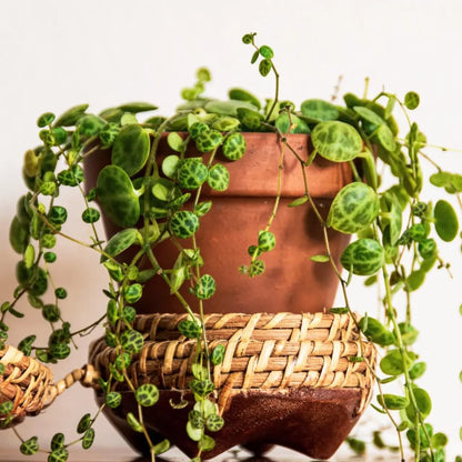 String of Turtles Live Plant 2 Inch Pot, Peperomia Trailing Houseplant, Mini Indoor Plant for Terrariums, Shelves, or Small Planters
