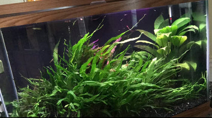 Marcus Fish Tanks - 3X Java Fern Microsorum Pteropus Easy Live Aquarium Plants Aquatic Fish Tank Plants