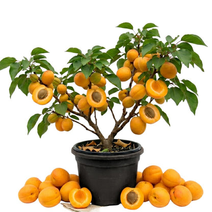 Live Apricot Tree for Planting, 2–3 ft Tall in 3-Gallon Pot, Fruit Tree, Suitable for Outdoor Garden Planting, No Ship to CA