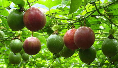 30PCS Passion Fruit Seeds Tropical Climbing Vine Outdoor Indoor Home Garden Plant Seeds Heirloom