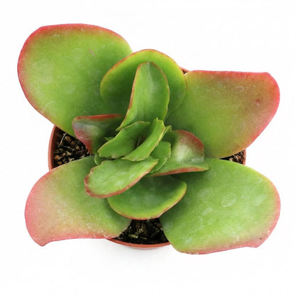 Kalanchoe ‘Vivien’ - Live Succulent Plant, 4 Inch Whtie Pot, Compact Green Leaves with Red Edges, Easy Care Indoor for Home Decor, Party Favor