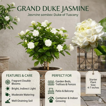 Grand Duke Jasmine Plant Live, Jasminum Sambac, 5–8 Inch Tall, Fragrant Arabian Jasmine, Well-Rooted Starter Plant, Indoor Outdoor Flowering Plant, Easy Care