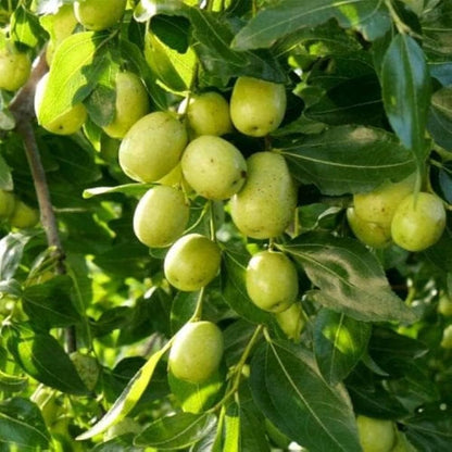 20 Pcs Indian Jujube Tree Seeds (Ziziphus Jujuba) for Planting – Fruit Seeds for Home Garden, Terrace Garden, Outdoor Pots, and Backyard Growing