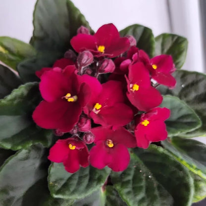 Red African Violets Live Plants House Plants in 4" Pot, Vibrant Blooms for Indoor Décor, Home or Office, Easy to Grow