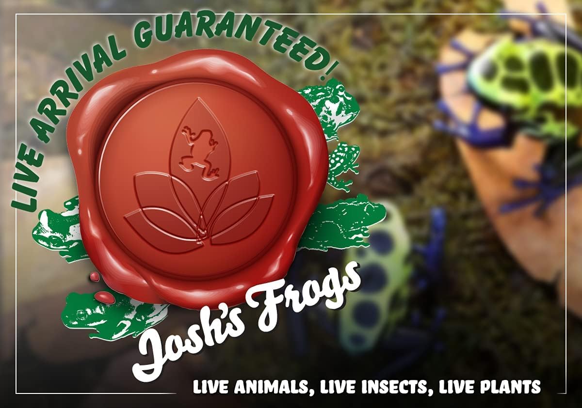 Josh's Frogs Tillandsia butzii Air Plant