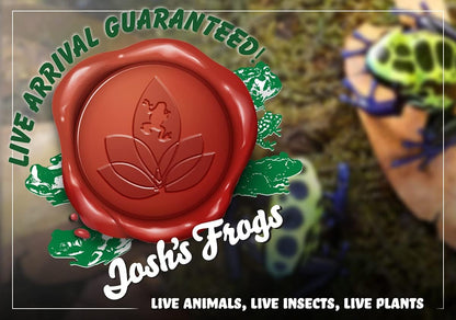 Josh's Frogs Tillandsia butzii Air Plant