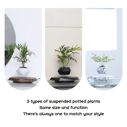 MOOCCI Levitating Plant Pot Floating Plant Potted Plant, Air Bonsai and Artificial Plants, Home Office Desk Decor, Gift for Easter, Mother's, Father's Day（Black